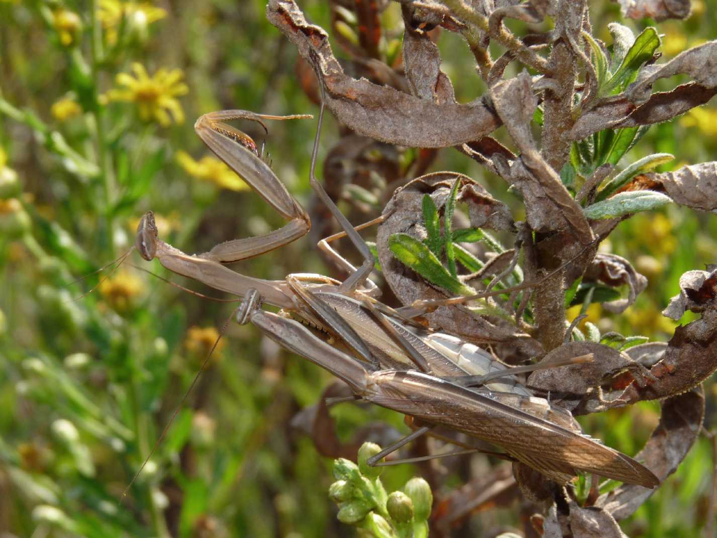 Accoppiamento Mantis religiosa